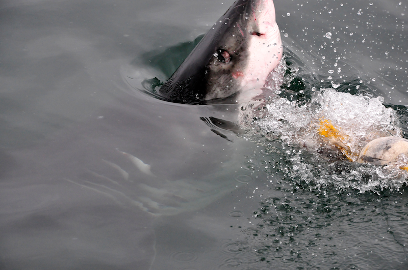 Melanie Heinrich Travel images Capetown -Shark diving Africa